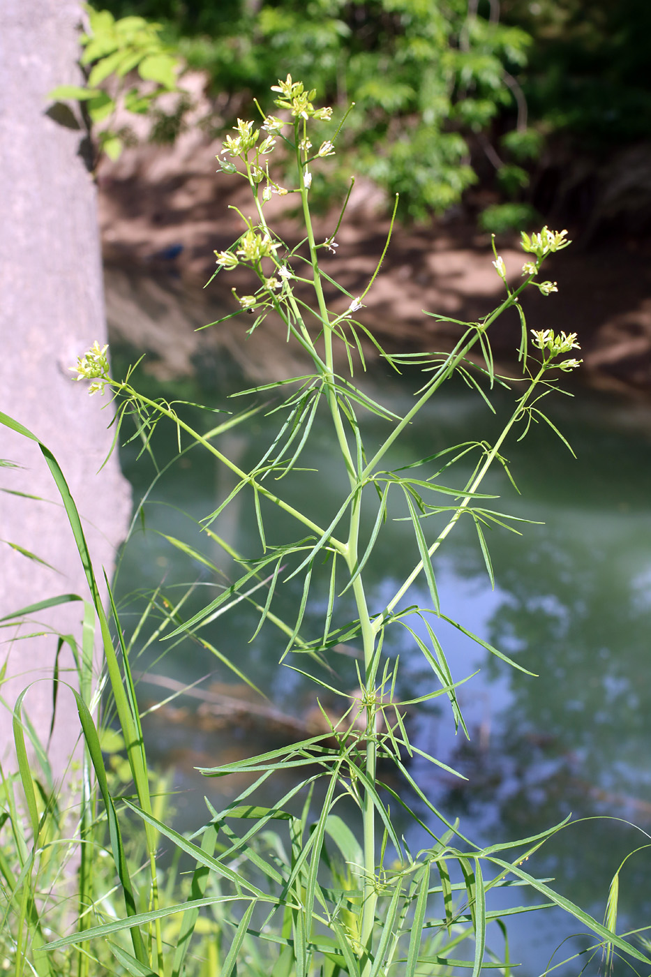 Image of Sisymbrium altissimum specimen.