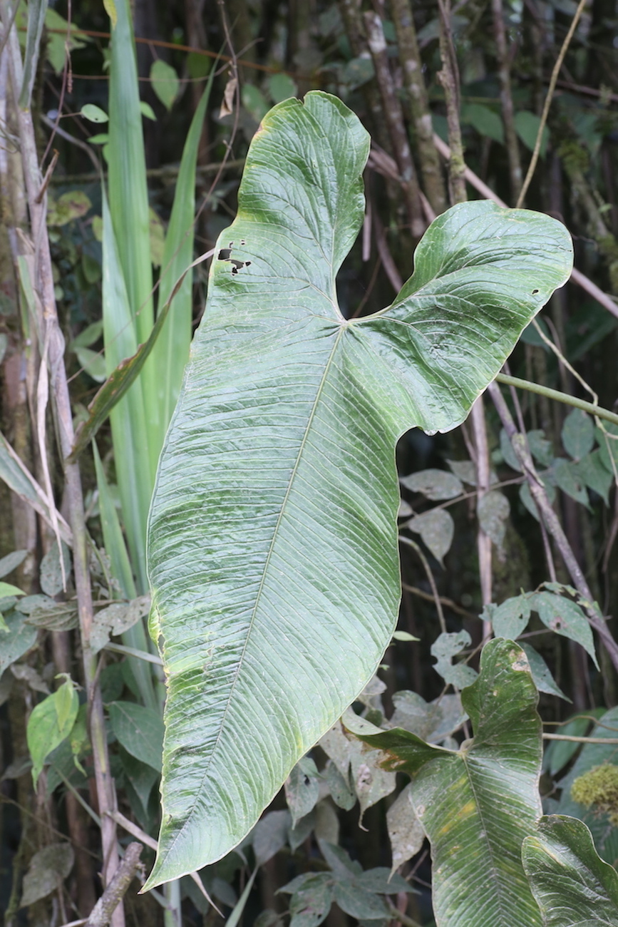 Image of Anthurium argyrostachyum specimen.