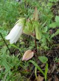 Campanula punctata. Цветущее растение. Хабаровский край, г. Советская гавань, около тротуара по дороге в парк моряков. 18.07.2019.