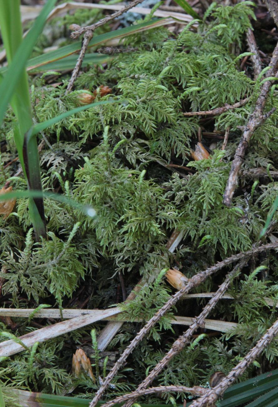 Image of Hylocomium splendens specimen.