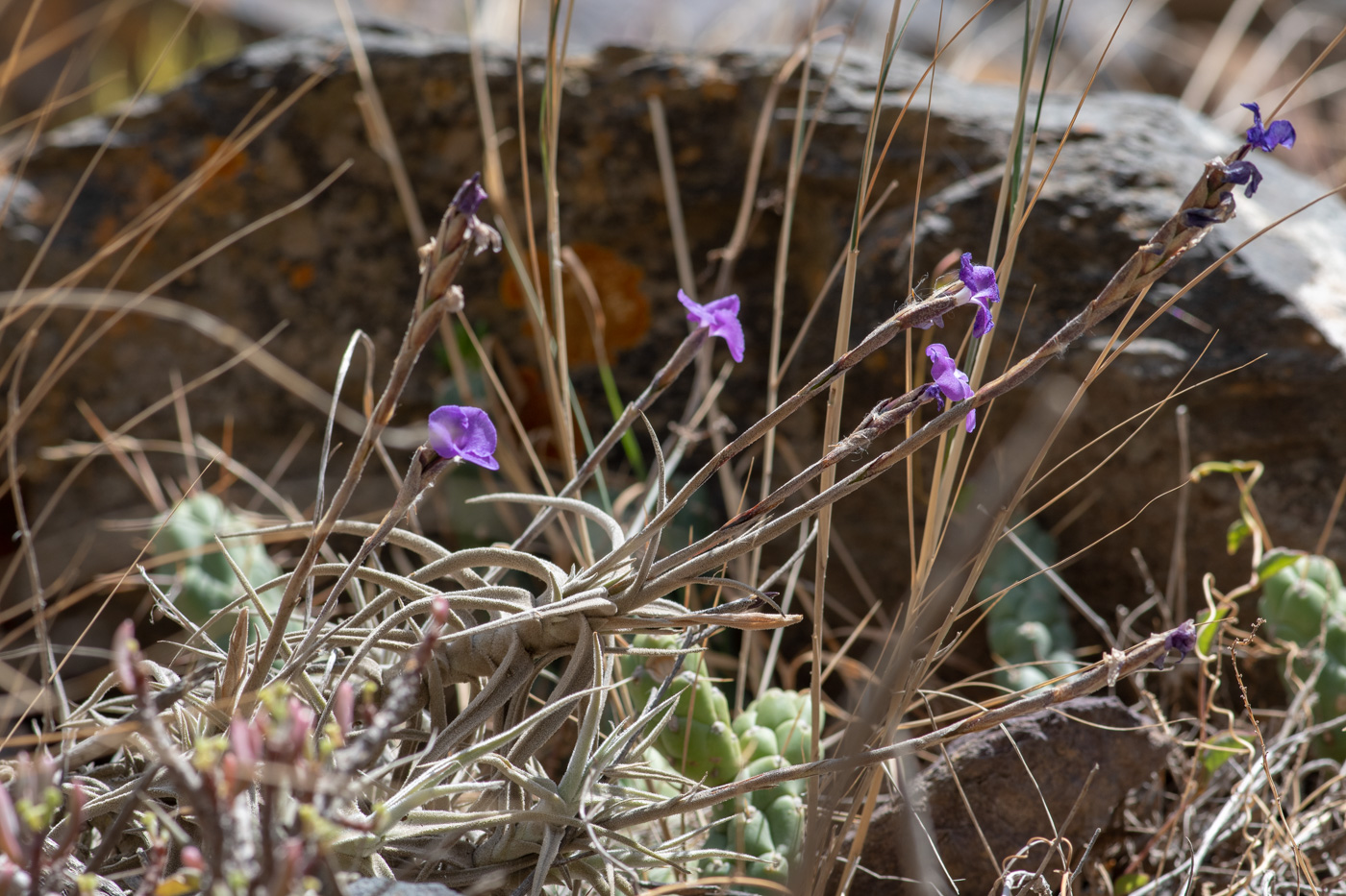 Image of Tillandsia recurvata specimen.