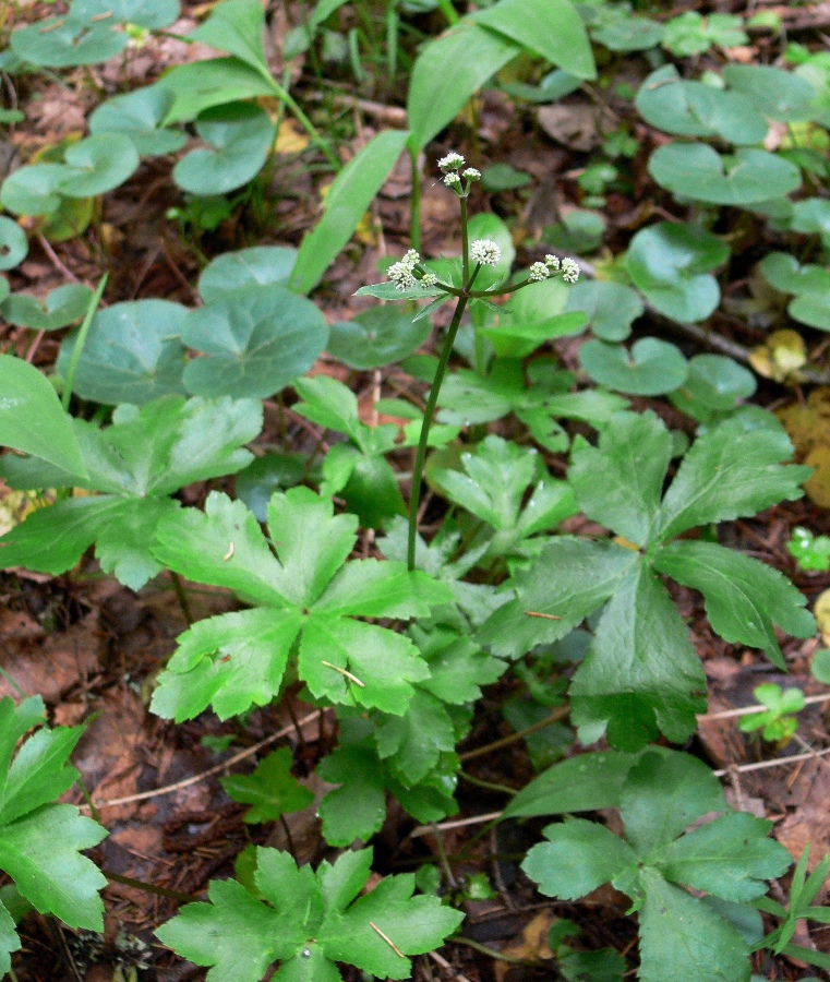 Image of Sanicula europaea specimen.