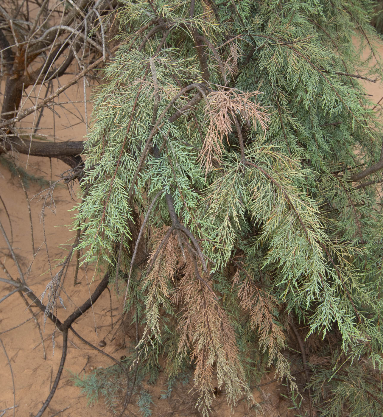 Image of Tamarix usneoides specimen.