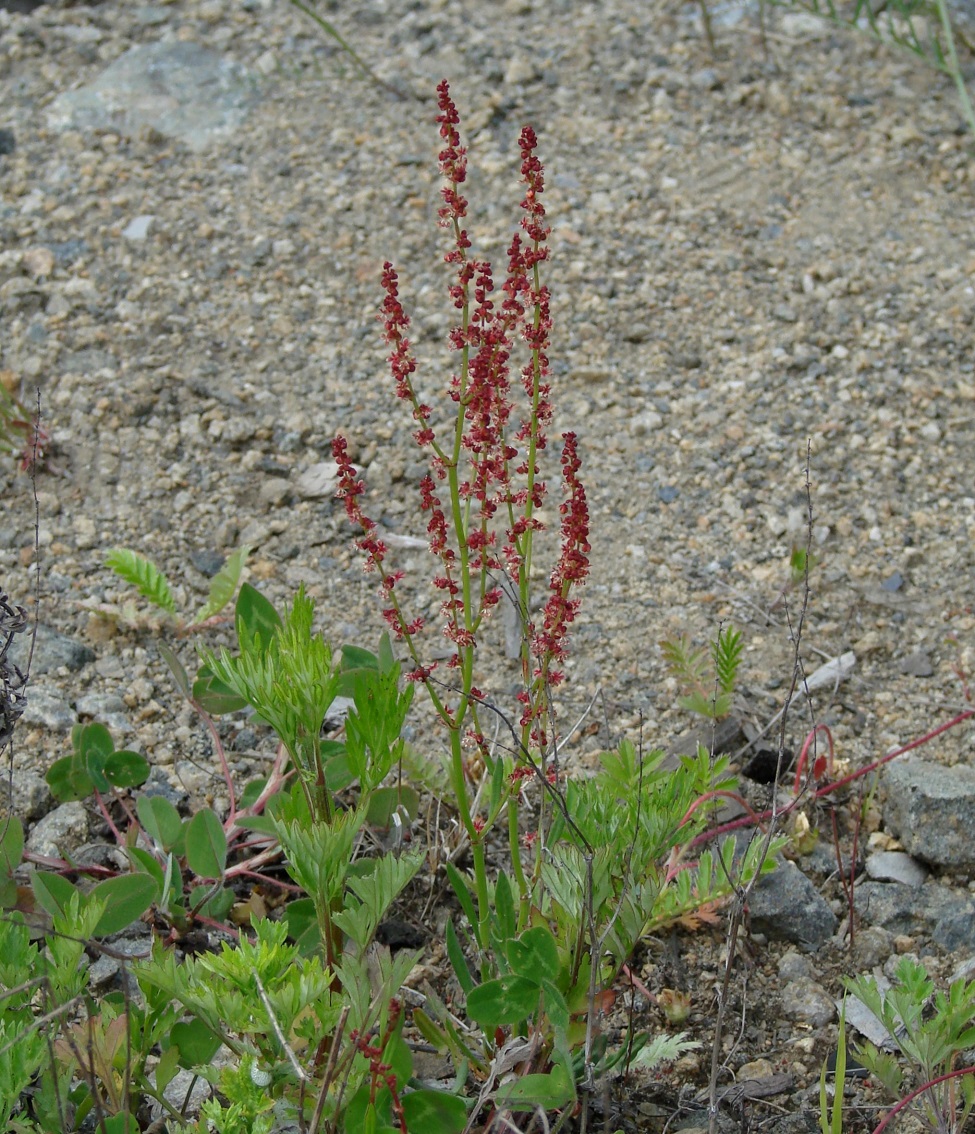 Изображение особи Rumex acetosella.