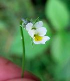 Viola arvensis. Цветок. Украина, Волынская обл., Ратновский р-н, юго-западные окрестности с. Окачево, левый берег р. Припять, огород. 28 июля 2010 г.