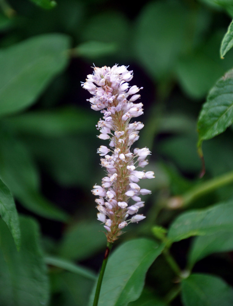 Image of Bistorta officinalis specimen.