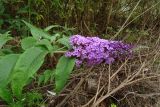 Buddleja davidii. Верхушка побега с соцветием. Краснодарский край, г. Сочи, Лазаревский р-н, окр. пос. Головинка, берег р. Шахе. 17.07.2020.