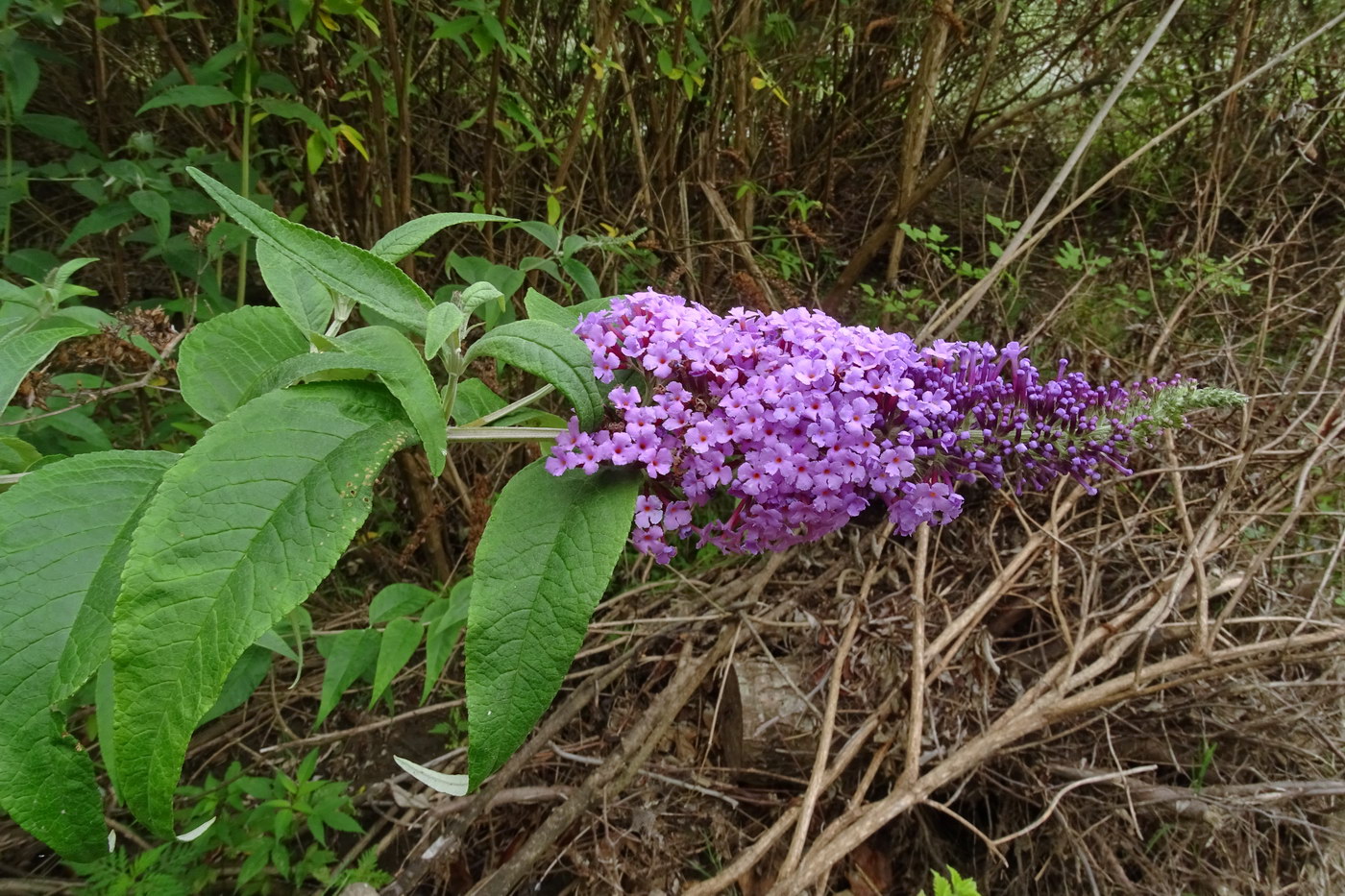 Image of Buddleja davidii specimen.