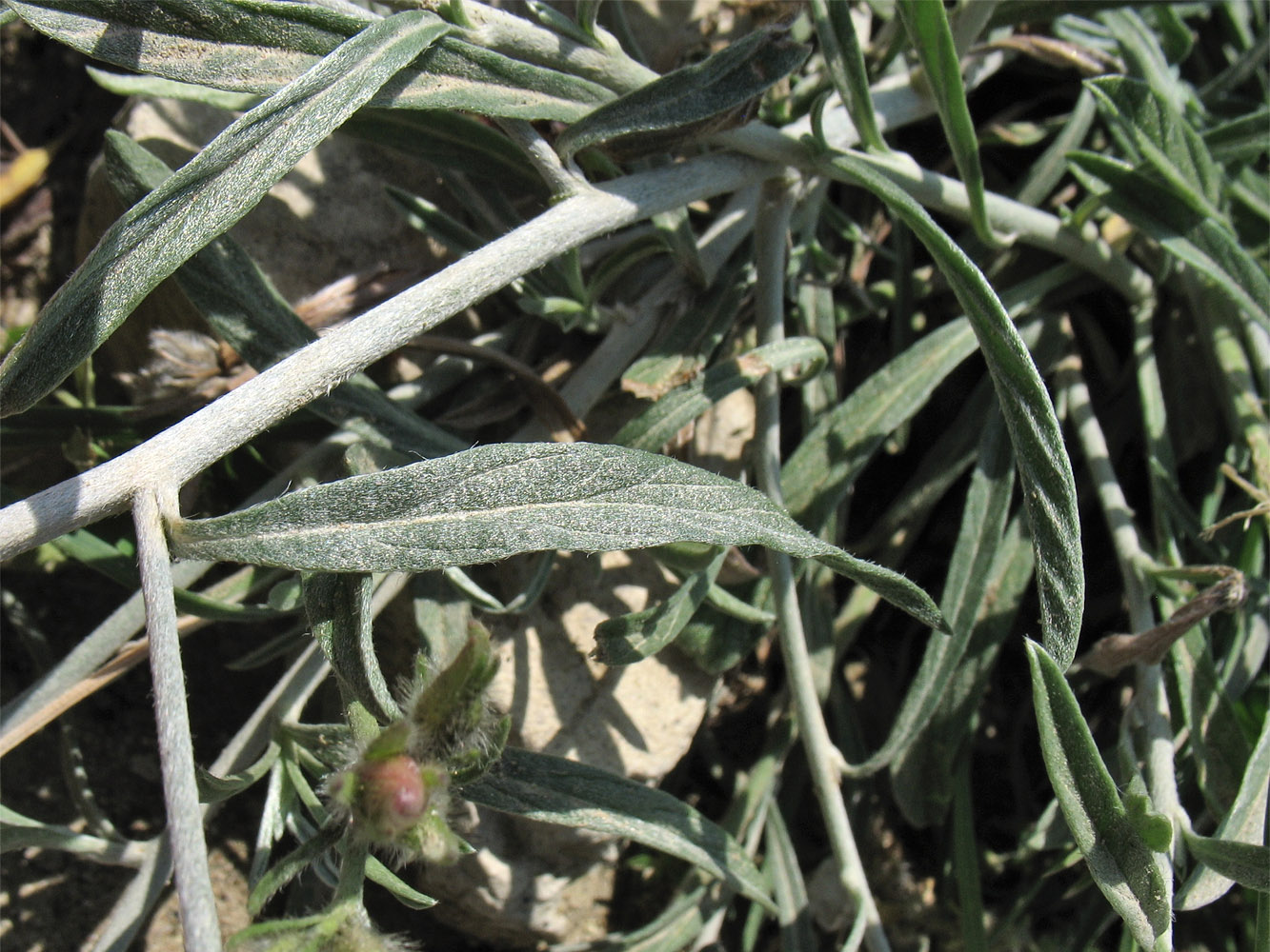 Image of Convolvulus cantabrica specimen.