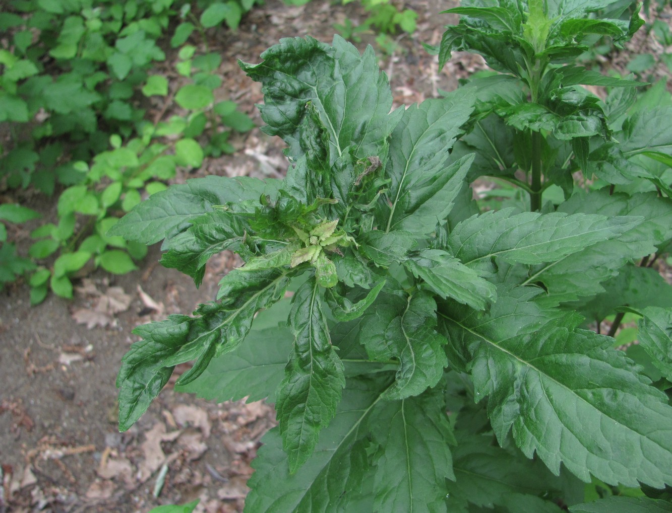 Image of Eupatorium cannabinum specimen.