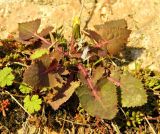 Sonchus oleraceus. Отцветающее растение. ФРГ, земля Гессен, окр. г. Рюдесхайм. Декабрь.