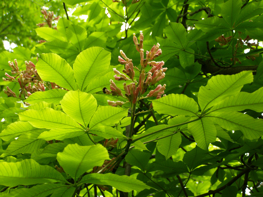 Image of Aesculus &times; neglecta specimen.