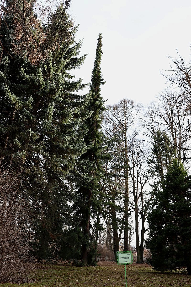 Image of Picea omorika specimen.