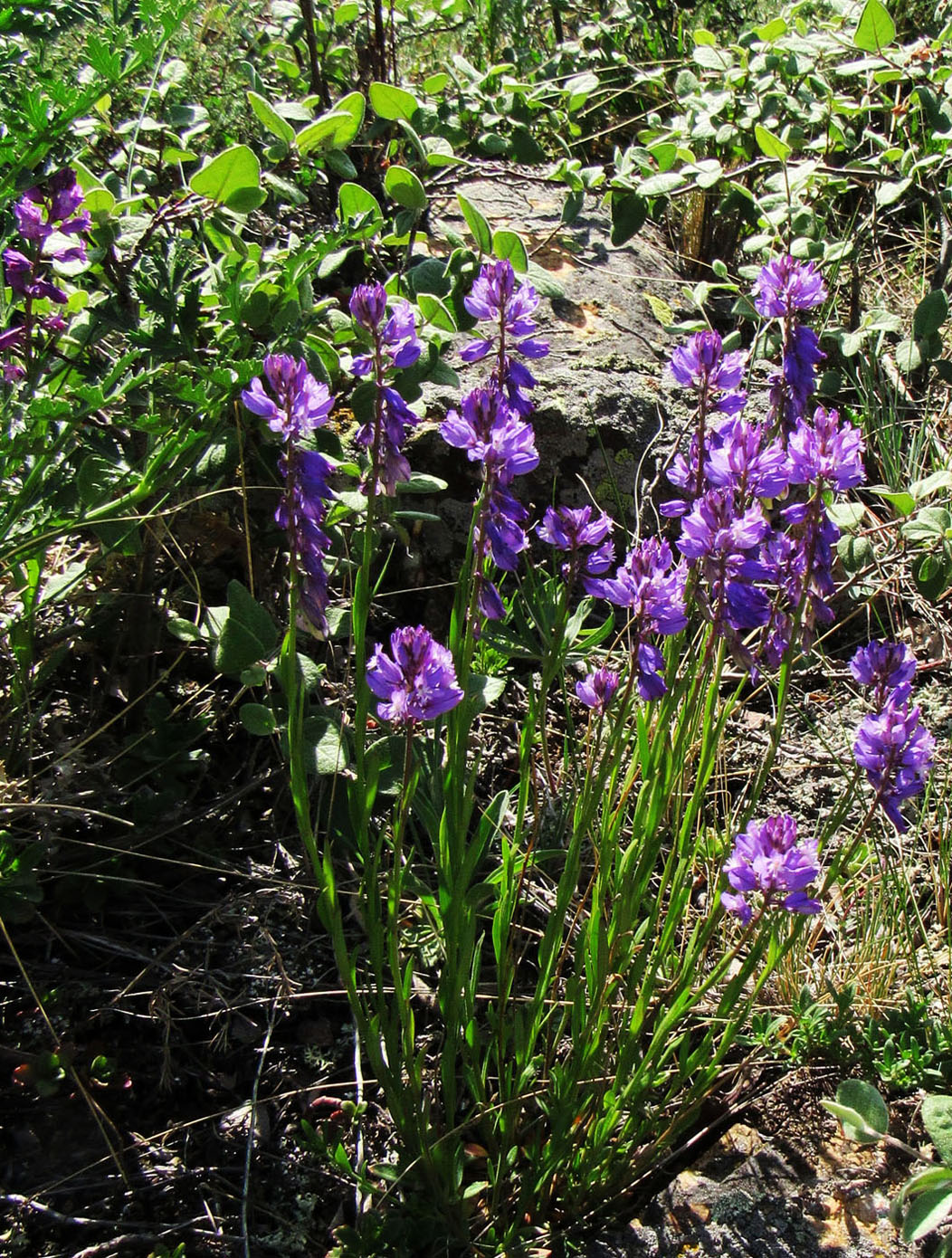 Изображение особи Polygala comosa.