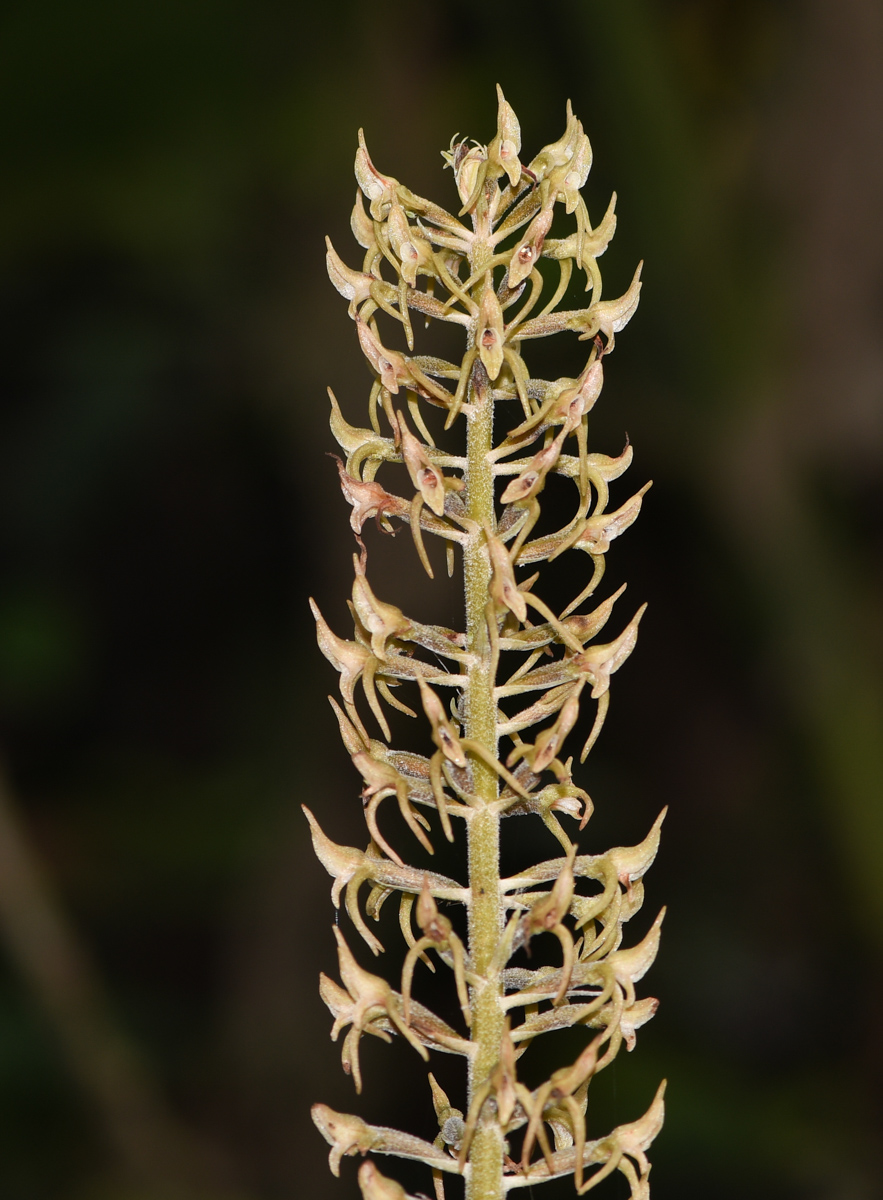 Image of familia Orchidaceae specimen.