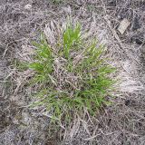 Brachypodium rupestre. Растение в начале вегетации. Краснодарский край, Крымский р-н, окр. станицы Неберджаевская, ур. Темрючки, дно заброшенного карьера, на обломках мергеля. 17.04.2021.