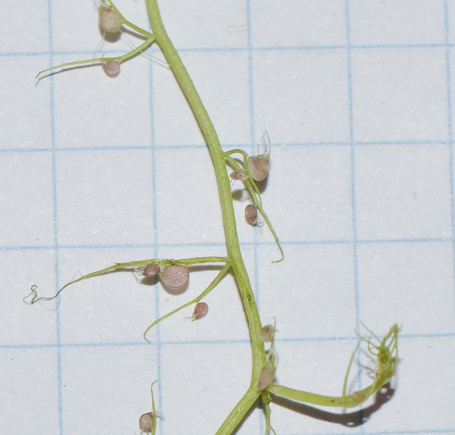 Image of Utricularia gibba specimen.