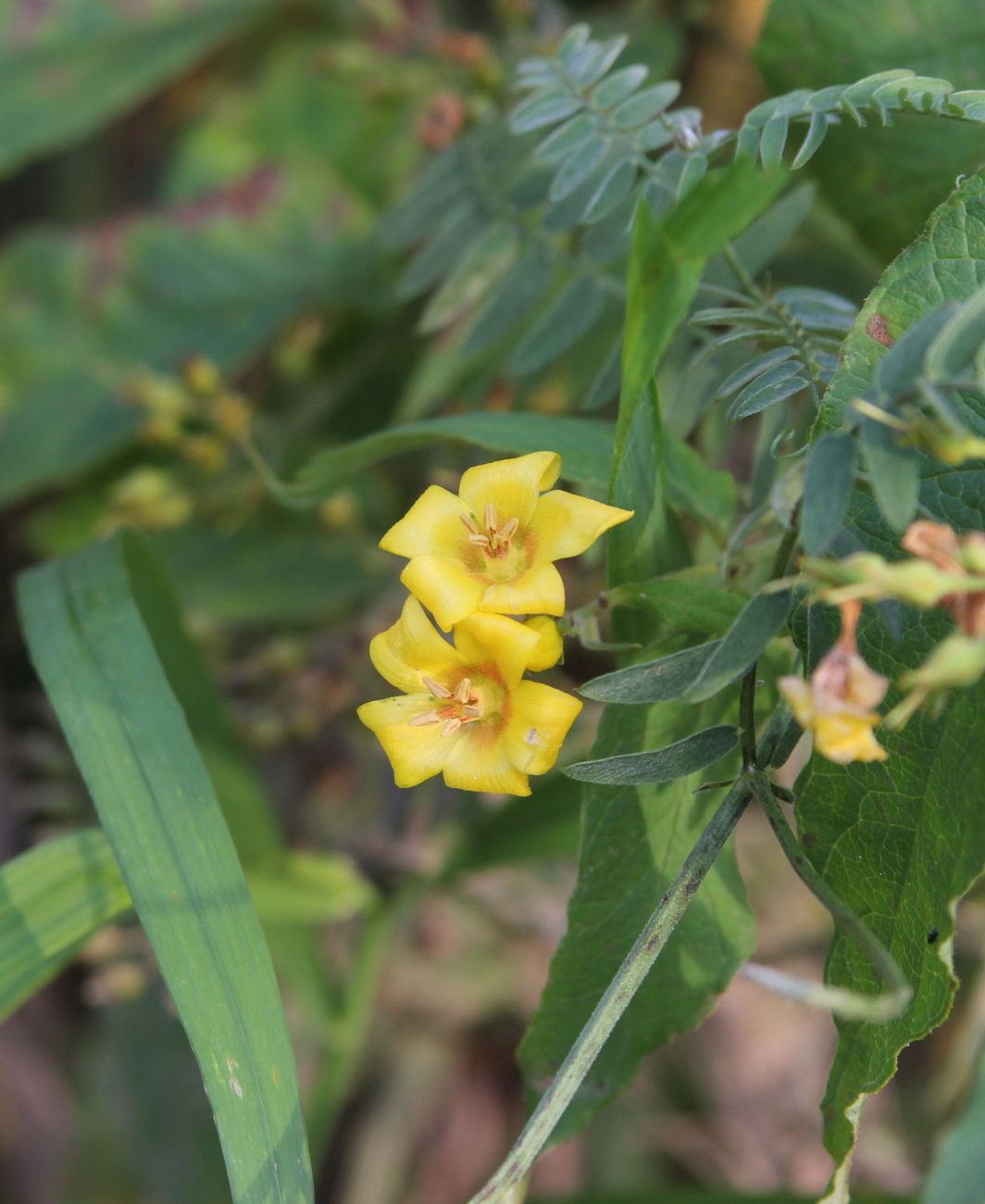 Image of Lysimachia vulgaris specimen.