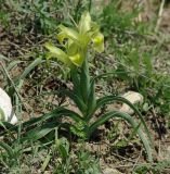 Juno caucasica. Цветущее растение. Азербайджан, Гёйгёльский р-н, с. Зурнабад. 16.04.2010.