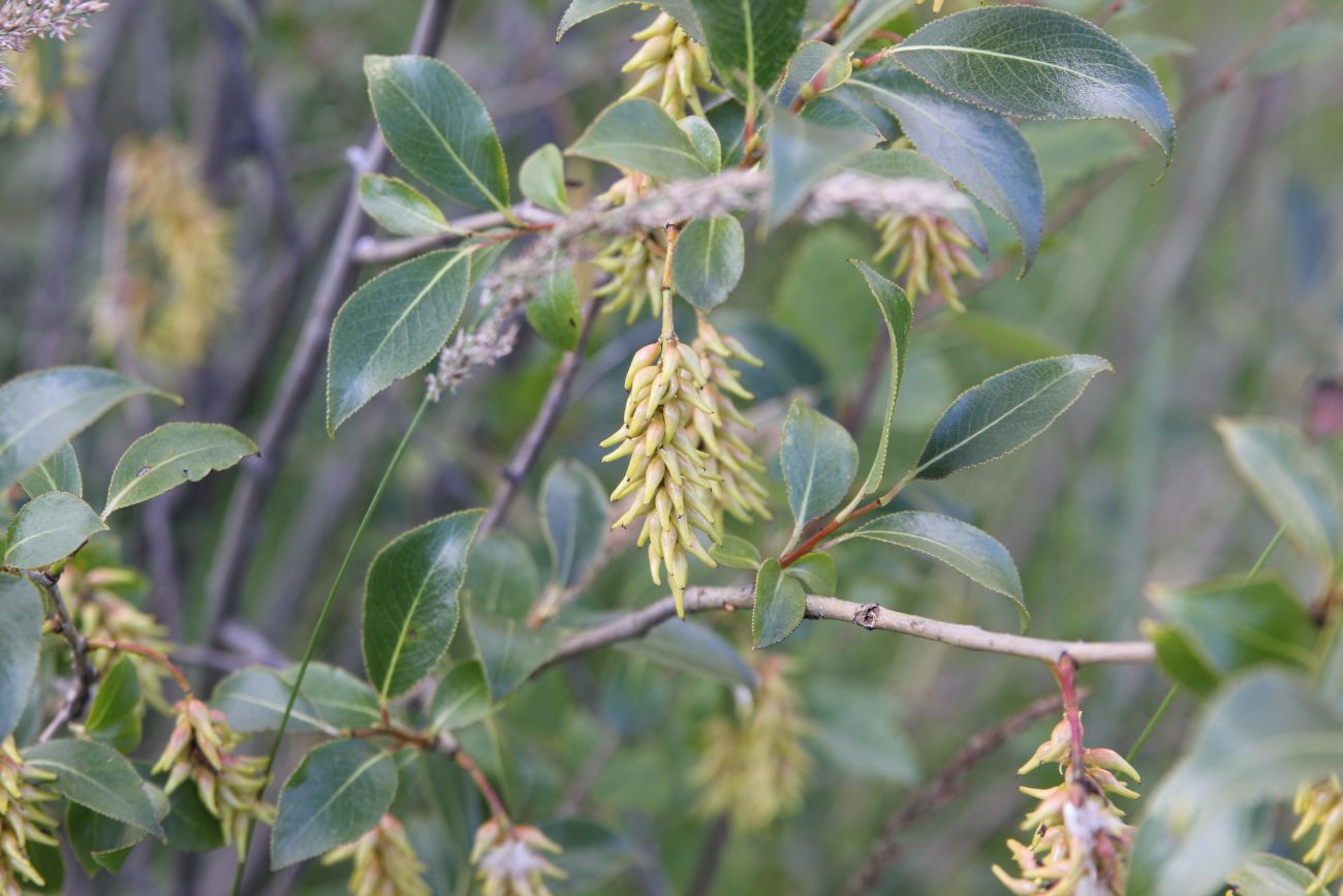 Image of Salix pentandra specimen.