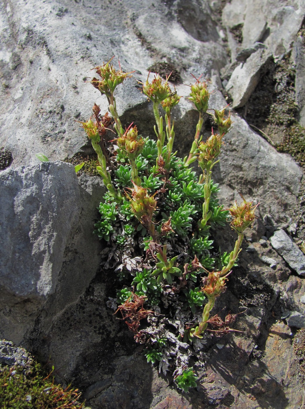 Изображение особи род Saxifraga.