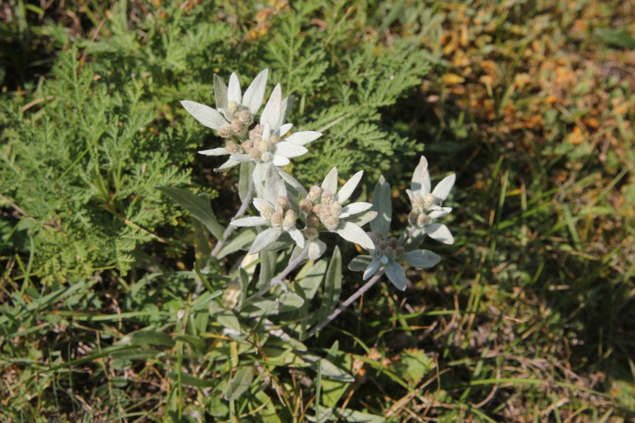 Image of genus Leontopodium specimen.