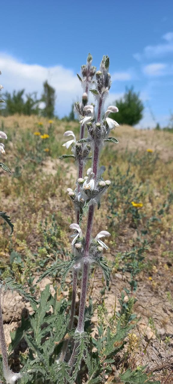 Изображение особи Phlomoides kirghisorum.