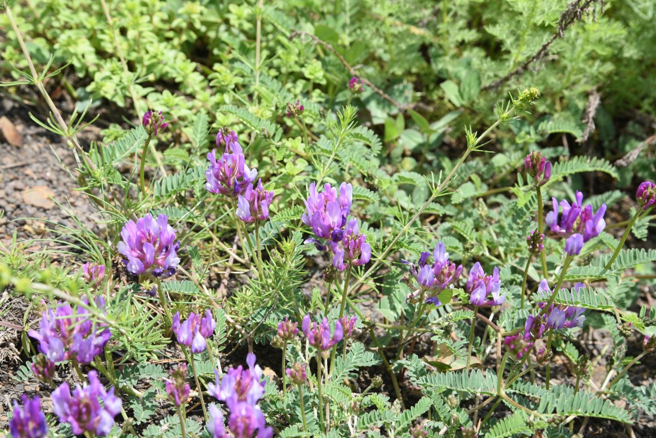 Image of genus Astragalus specimen.