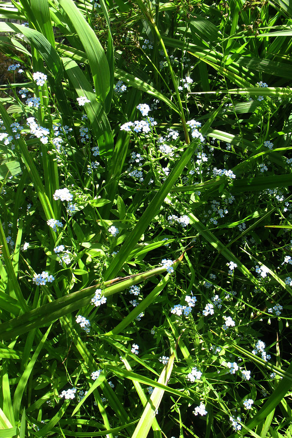 Изображение особи Myosotis palustris.