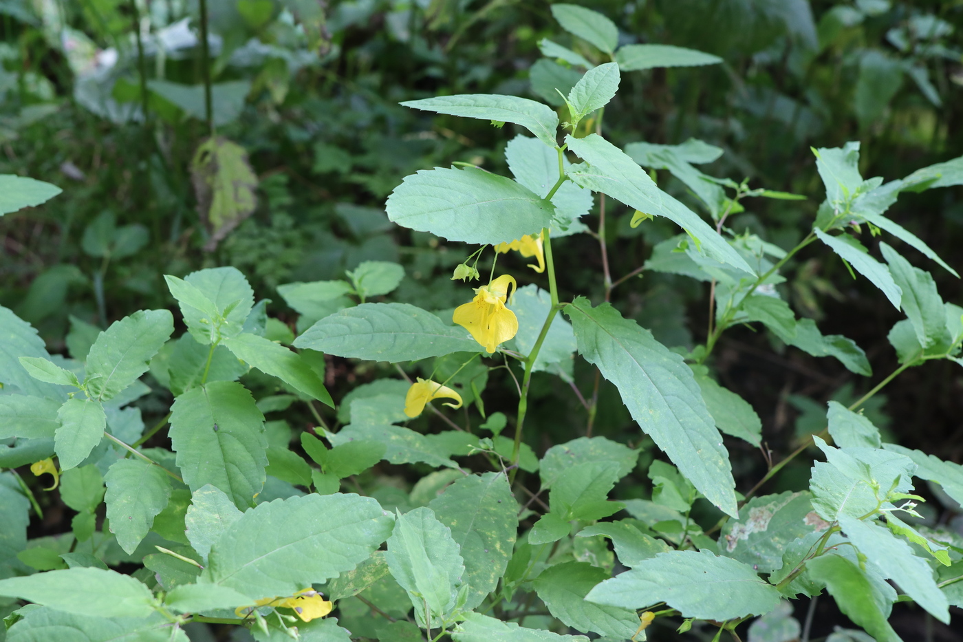 Изображение особи Impatiens noli-tangere.