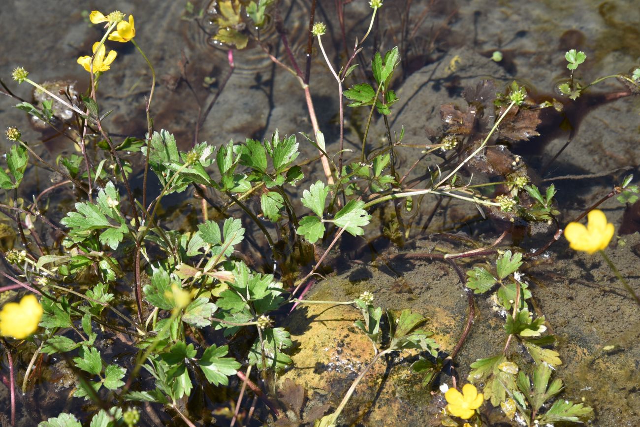 Изображение особи Ranunculus repens.