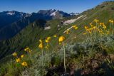 Anthemis marschalliana