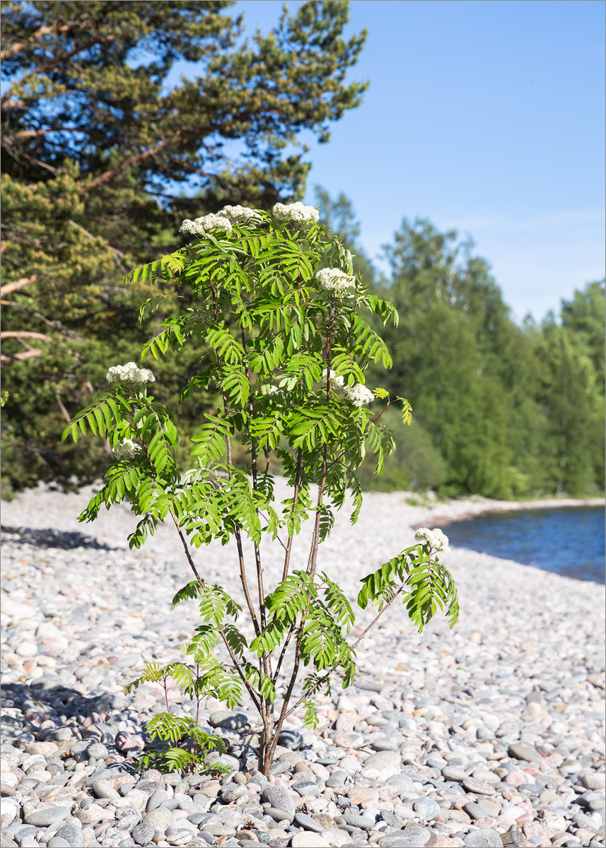 Изображение особи Sorbus aucuparia.