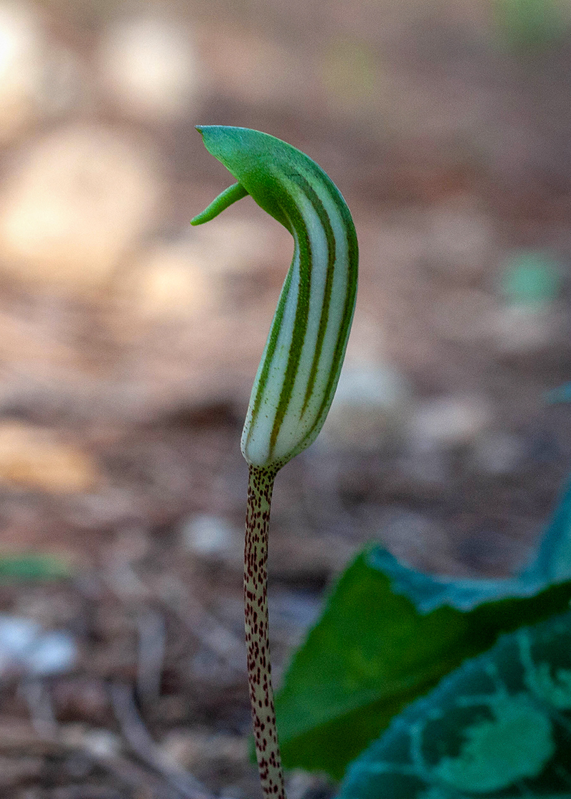 Изображение особи Arisarum vulgare.