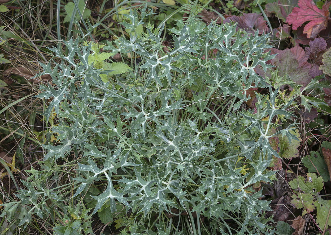 Image of genus Eryngium specimen.