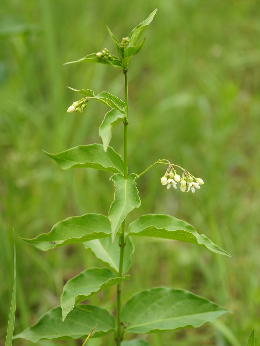 Изображение особи Vincetoxicum albovianum.