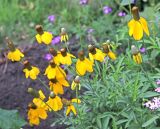 Rudbeckia columnifera