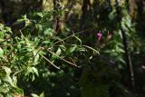 Epilobium hirsutum