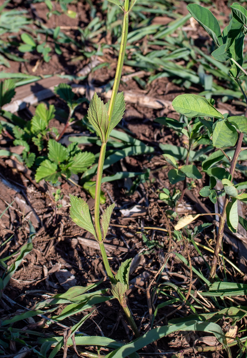 Image of Verbena litoralis specimen.