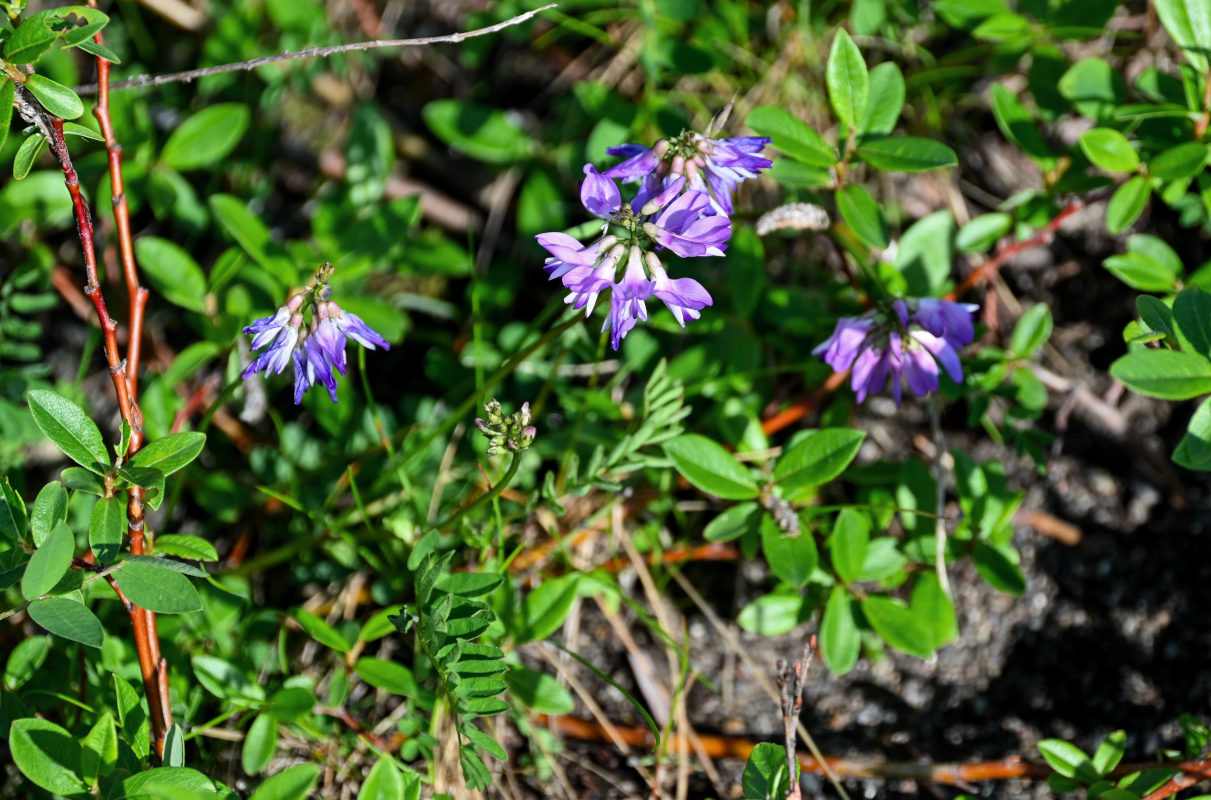 Image of Astragalus subpolaris specimen.