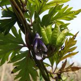 Aconitum sczukinii. Часть побега с цветком и плодами. Хабаровский край, окр. г. Комсомольск-на-Амуре, разнотравный луг. 11.09.2023.