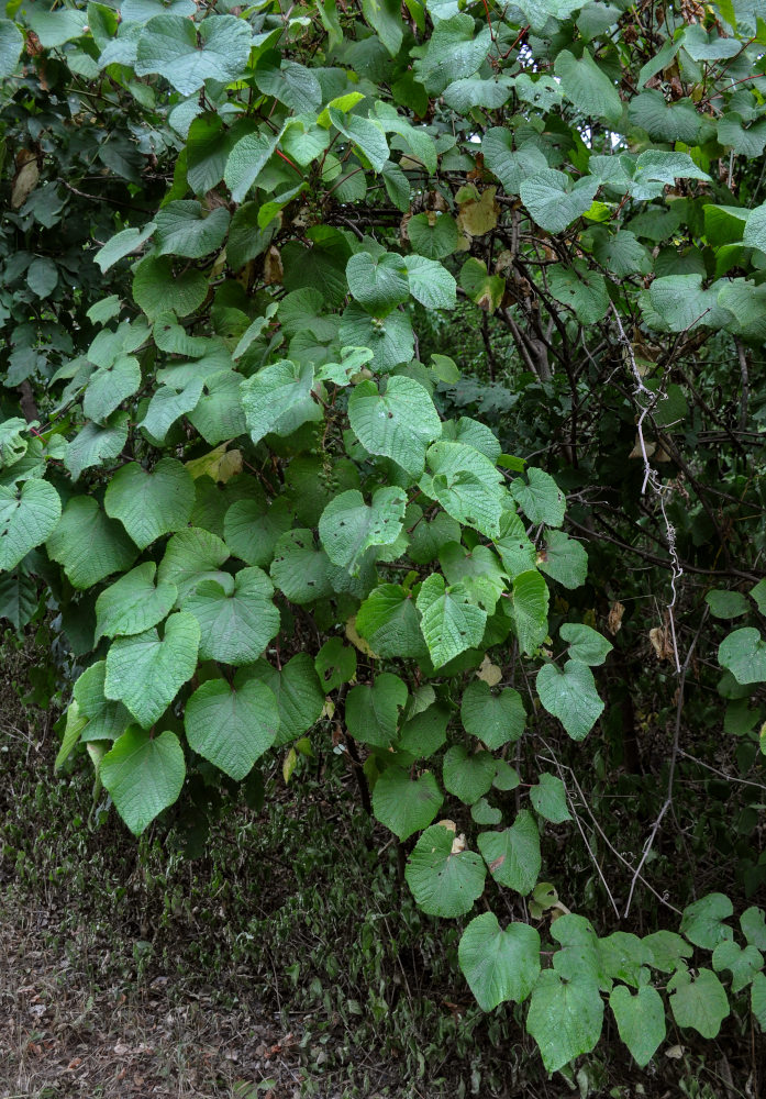 Image of Vitis amurensis specimen.