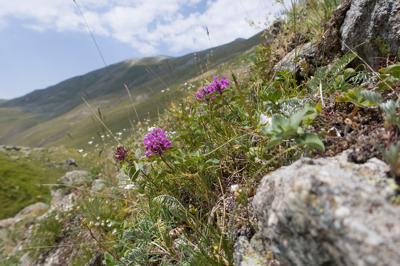 Изображение особи Thymus nummularius.