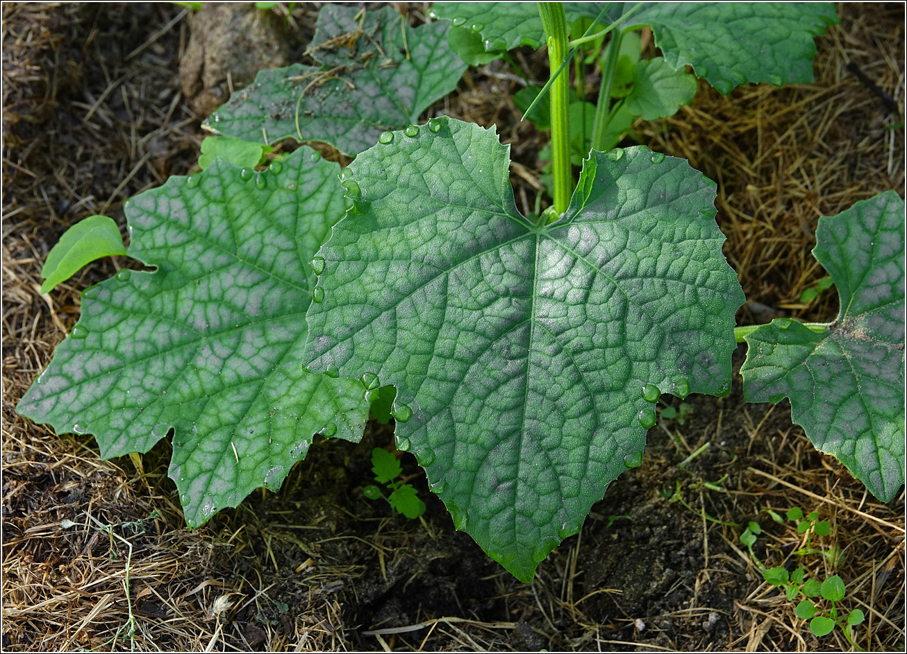 Изображение особи Luffa aegyptiaca.