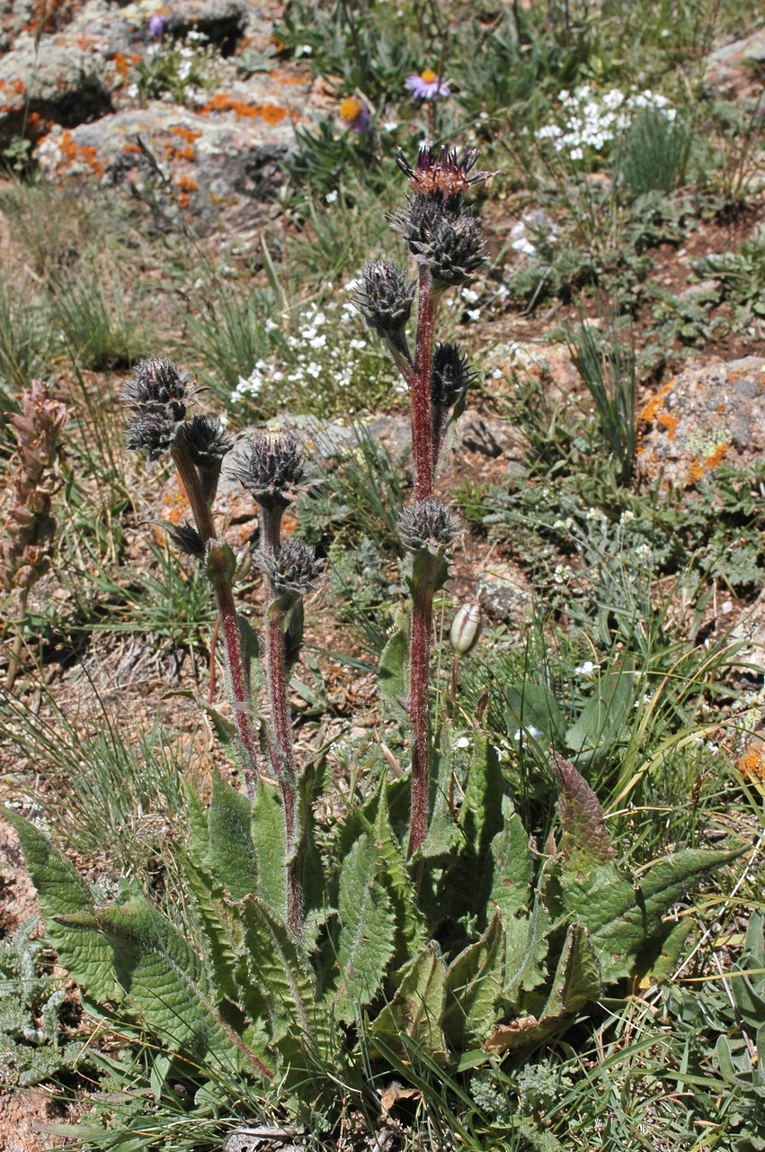 Image of Saussurea sordida specimen.