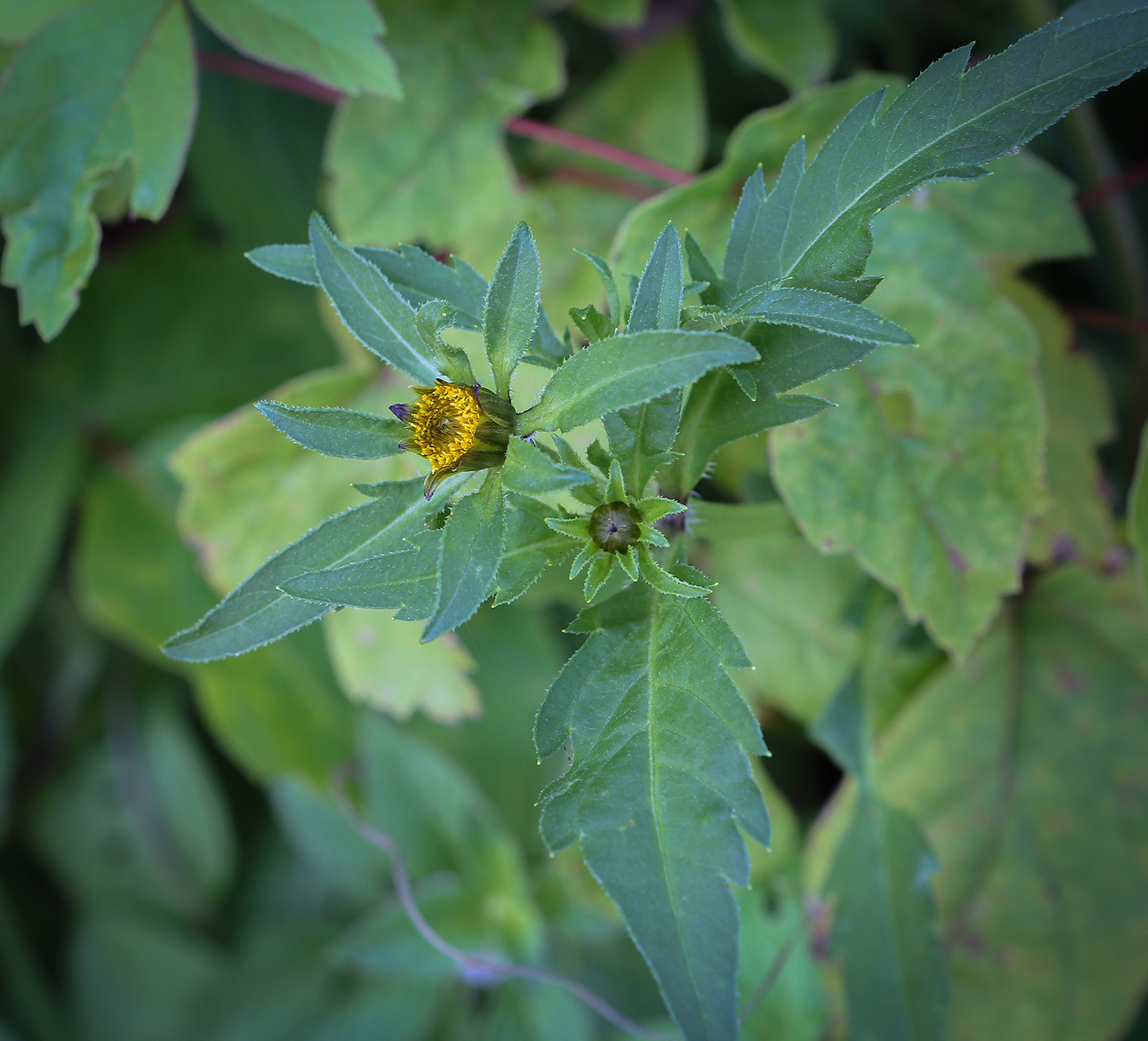 Image of Bidens tripartita specimen.