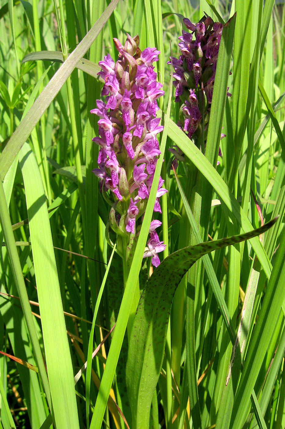 Image of Dactylorhiza incarnata specimen.