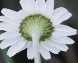 familia Asteraceae