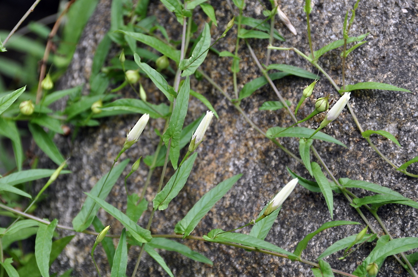 Image of Xenostegia tridentata specimen.