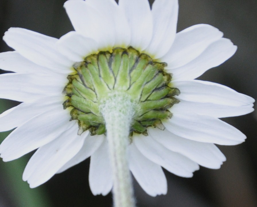 Изображение особи семейство Asteraceae.